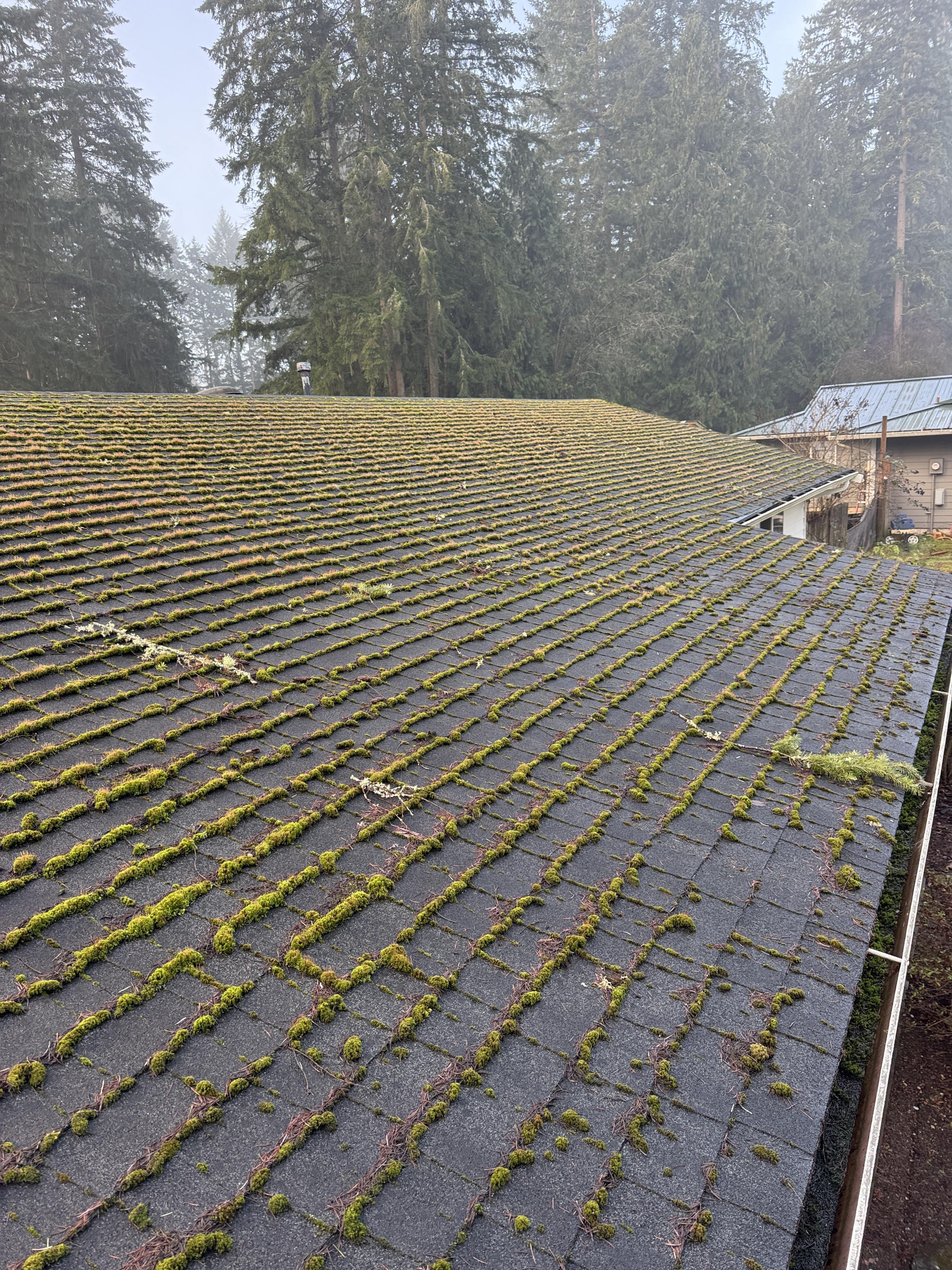 Example of moss damage and granule loss on neglected roof shingles in King County Washington
